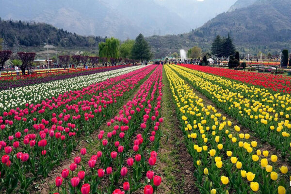 खुल रहा एशिया का सबसे बड़ा ट्यूलिप गार्डन, 74 किस्मों के फूलों का होगा दीदार