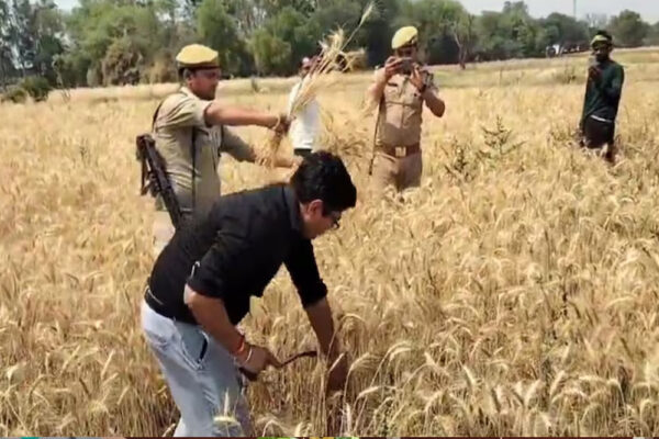 हमीरपुर : जिलाधिकारी घनश्याम मीणा ने खेत में काटी गेहूं की फसल