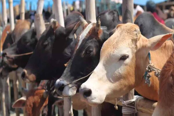 मनगवां विधानसभा में जल्द ही मध्य प्रदेश का सबसे बड़ा गौधाम बनने वाला, 71 करोड़ होंगे खर्च !