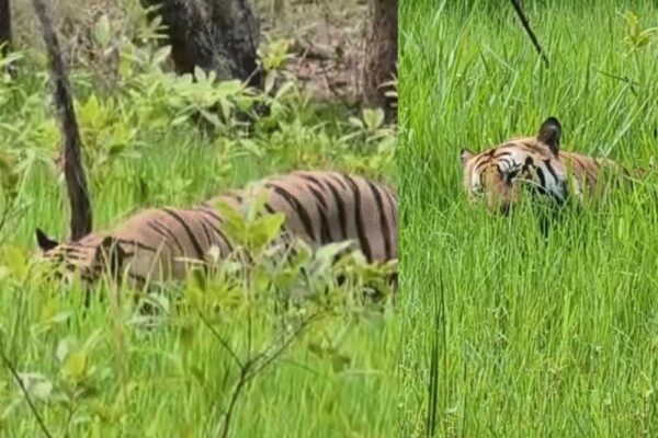 बांधवगढ़ में घास खाते बाघ को देखकर हैरान हुए लोग, Viral हुआ Video