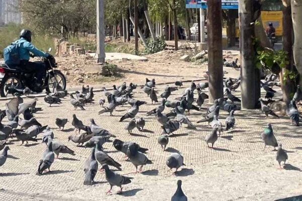 कबूतरों के सूखे मल के धूल के साथ मिलने से होने वाले नुकसान की समस्या उठाई, एनजीटी ने दिल्ली सरकार को भेजा नोटिस