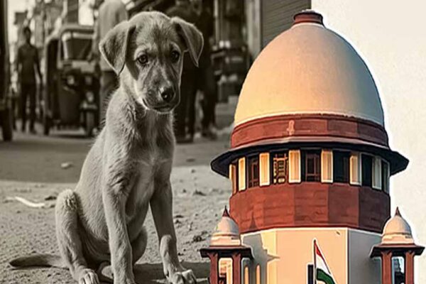 डॉग लवर्स को सुप्रीम कोर्ट की राहत, आवारा कुत्तों को लेकर अभी भी बनी कुछ पाबंदियां