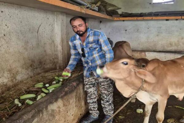 बड़वानी के किसान परेशान, सब्जी न बिकने से जानवरों को खिला रहे लौकी