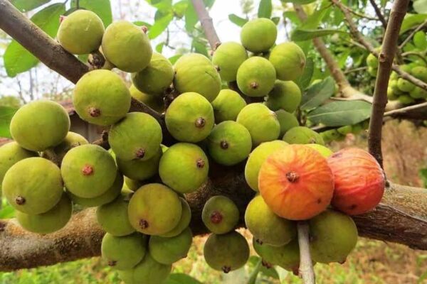 बदल रहा है खेती का नक्शा: बिहार के किसान कर रहे अंजीर की सफल पैदावार