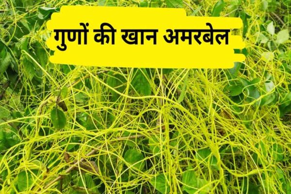 पंडित खुशीलाल आयुर्वेदिक संस्थान ने अमरबेल पर किया शोध शुरू, पीलिया उपचार की उम्मीद