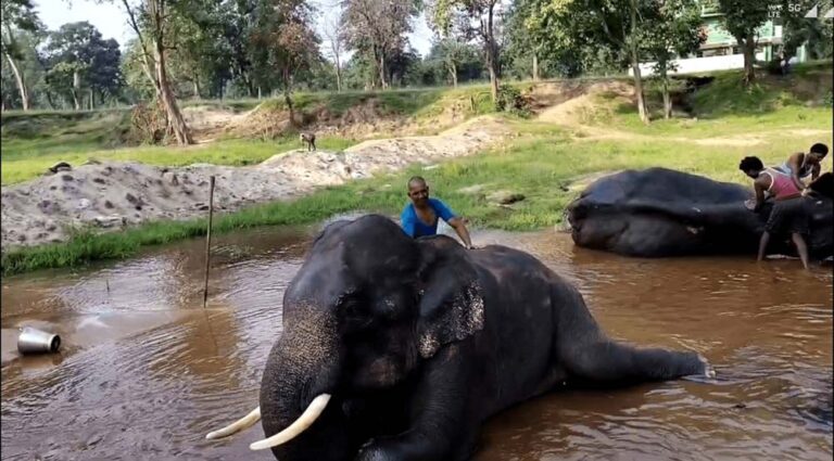 हाथी महोत्सव चलेगा 30 सितम्बर तक, हाथियों का होगा श्रृंगार, मिलेगा मनपसंद खाना