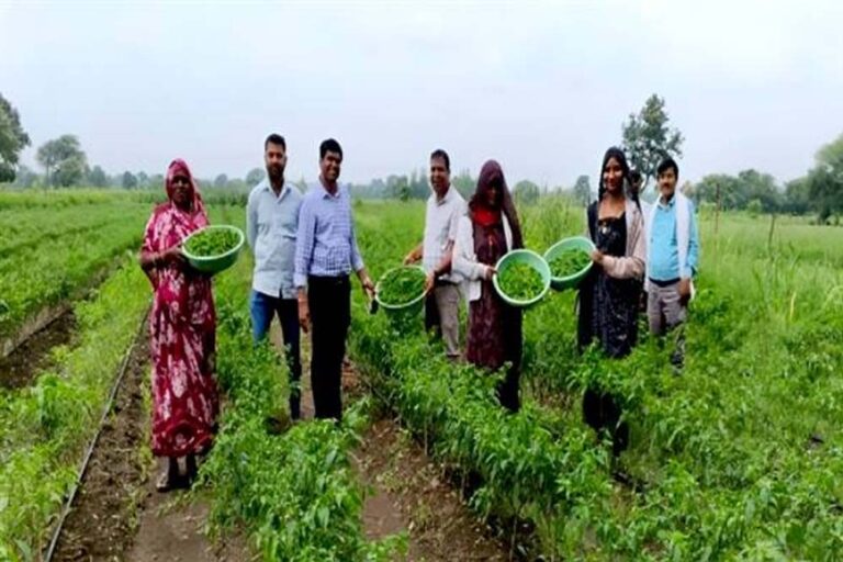 मध्यप्रदेश के 14 जिलों में सब्जी उत्पादन बना किसानों की उम्मीद, 3000 से अधिक किसानों को मिला लाभ