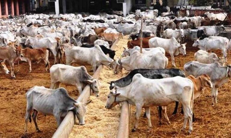 निराश्रित गोसंरक्षण में बेहतर कार्य करने वाली गोशालाएं भी होंगी सम्मानित