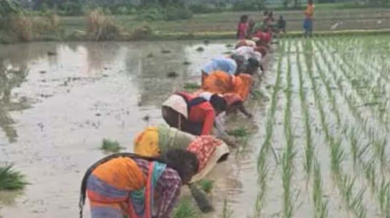 पंजाब सरकार का निर्णय, सेमग्रस्त 201 गांवों में किसानों को धान की अग्रिम बिजाई में मिली राहत