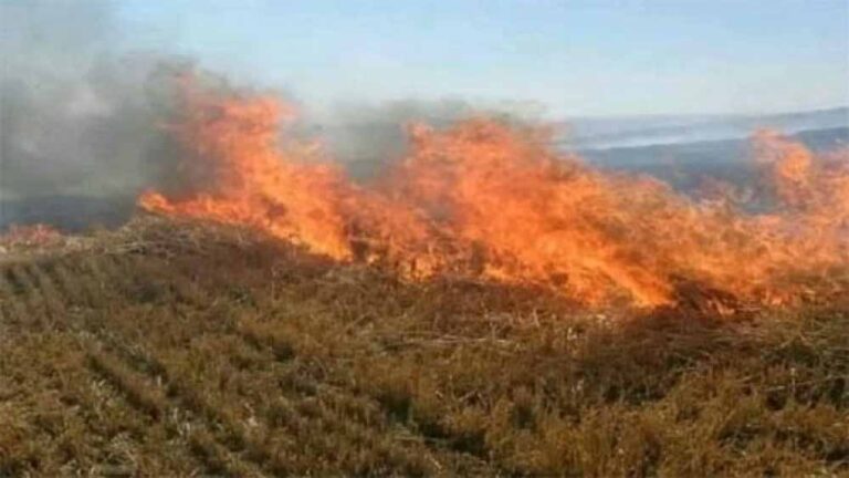 नरवाई जलाना खेत और सेहत दोनों के लिए हानिकारक : कृषि मंत्री कंषाना