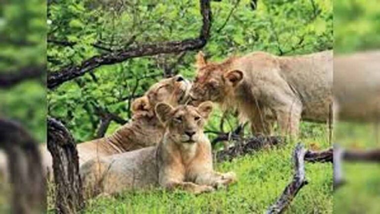 कूनो में चीतों की रिहाई, एमपी में वन्यजीव संरक्षण को नई रफ्तार
