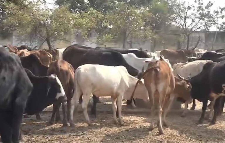 CG में 6 गायों की मौत के बाद बड़ा एक्शन, सहायक पशु चिकित्सा अधिकारी को पद से हटाया गया